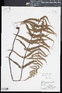 Asplenium polyodon image