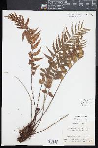 Asplenium polyodon image