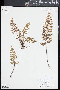 Asplenium aethiopicum image