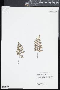 Asplenium aethiopicum image