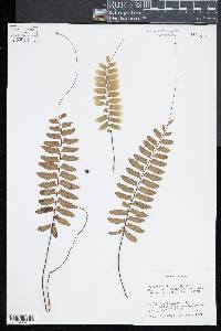 Asplenium radicans image