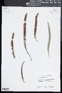 Asplenium resiliens image