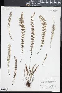 Asplenium resiliens image