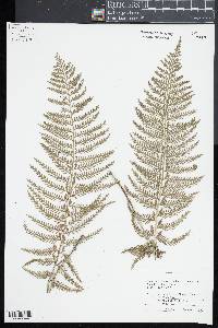 Asplenium rutifolium image