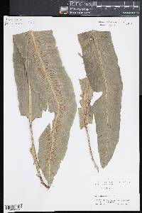 Asplenium serratum image