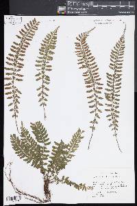 Asplenium sessilifolium image