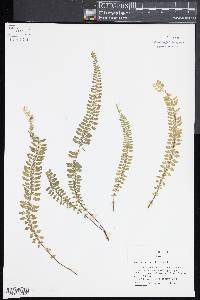 Asplenium sessilifolium image