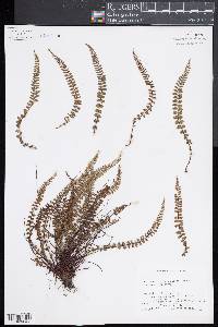 Asplenium trichomanes subsp. quadrivalens image