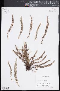 Asplenium trichomanes subsp. quadrivalens image