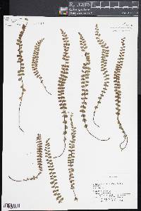 Asplenium trichomanes subsp. trichomanes image