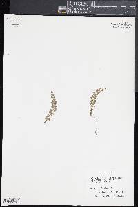 Asplenium triphyllum image