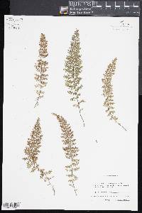Asplenium verecundum image