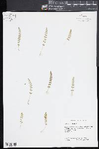 Asplenium viride image