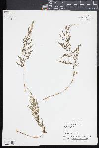 Asplenium wilfordii image
