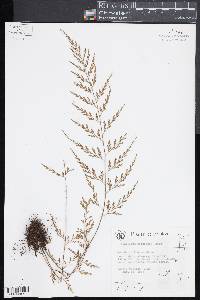 Asplenium wilfordii image
