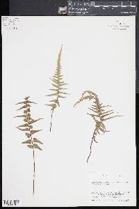 Asplenium × ebenoides image