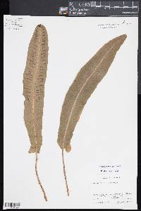 Asplenium scolopendrium image