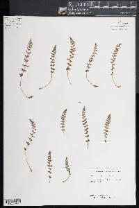 Woodsia ilvensis image