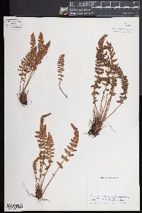 Woodsia ilvensis image