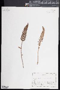 Woodsia ilvensis image