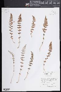 Woodsia neomexicana image