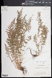 Woodsia neomexicana image