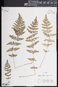 Woodsia obtusa subsp. obtusa image