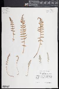 Woodsia oregana subsp. cathcartiana image