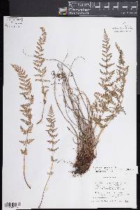 Woodsia oregana subsp. oregana image