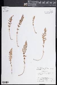 Woodsia oregana subsp. oregana image