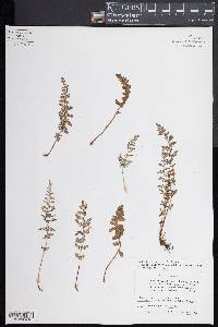 Woodsia oregana subsp. oregana image