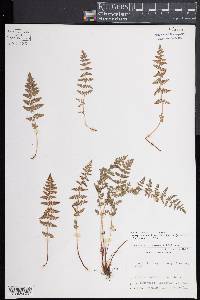 Woodsia oregana subsp. oregana image