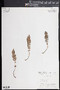 Woodsia oregana subsp. oregana image