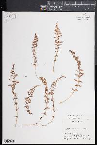 Woodsia phillipsii image