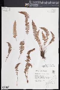 Woodsia polystichoides image