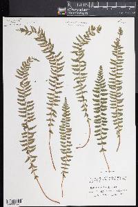 Woodsia polystichoides image