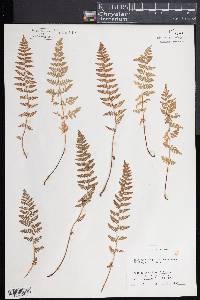 Woodsia scopulina image