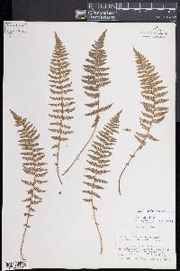 Woodsia appalachiana image