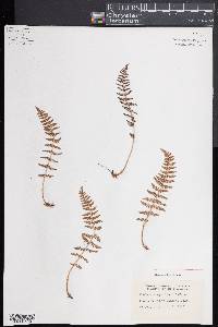 Woodsia scopulina image