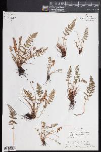 Woodsia scopulina subsp. scopulina image