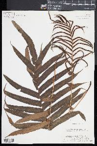 Blechnum capense image