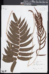 Blechnum capense image