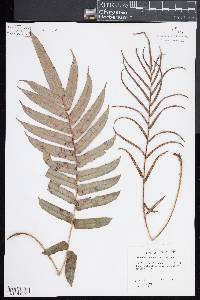 Blechnum capense image