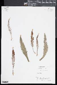 Blechnum chambersii image