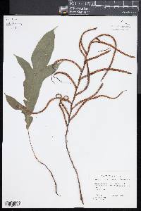 Blechnum colensoi image