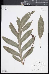 Blechnum colensoi image