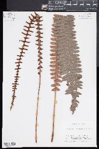 Blechnum discolor image