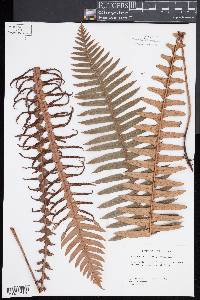 Blechnum discolor image