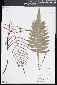 Blechnum divergens image