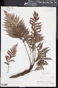 Blechnum fraseri image